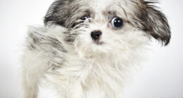 Fashion Photographer Helps Abandoned Dogs Find “Forever Homes”