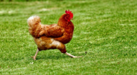 Five-Year-Old Florida Boy Decides to 'Eat Mor Chikin'