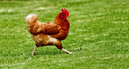 Five-Year-Old Florida Boy Decides to 'Eat Mor Chikin'