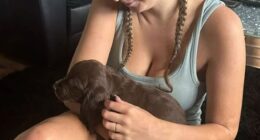 Four-month-old cocker spaniel Maisie was ripped from her arms of her owner Nikita by two XL Bullies before being shaken around by the dogs 'as if she was a toy'