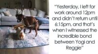 French Bulldog Has Medical Emergency While Owners Are Away, Boxer Bro Comes To The Rescue