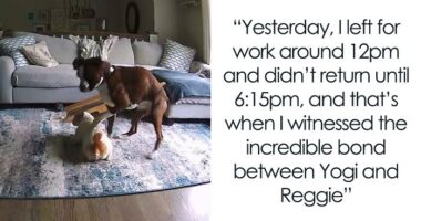 French Bulldog Has Medical Emergency While Owners Are Away, Boxer Bro Comes To The Rescue