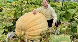 Justin Griffiths and Kay Walker, from Ashtead, are the proud growers of the 860lb (390kg) vegetable, which now dominates their plot at the Leatherhead Poors Allotments