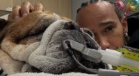 A distraught Lewis Hamilton delivered a bleak update on his health of his beloved dog Roscoe