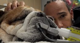 A distraught Lewis Hamilton delivered a bleak update on his health of his beloved dog Roscoe
