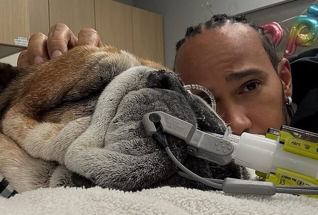 A distraught Lewis Hamilton delivered a bleak update on his health of his beloved dog Roscoe
