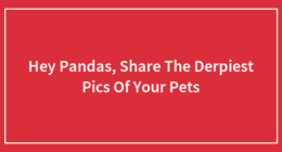 Hey Pandas, Share The Derpiest Pics Of Your Pets