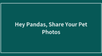 Hey Pandas, Share Your Pet Photos