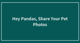 Hey Pandas, Share Your Pet Photos