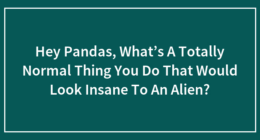 Hey Pandas, What’s A Totally Normal Thing You Do That Would Look Insane To An Alien?