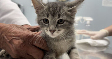 Hidden Costs Of Surrender: What No One Thinks About