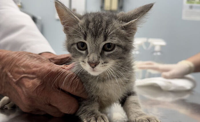 Hidden Costs Of Surrender: What No One Thinks About