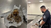 Human skull and bones discovered in passenger’s luggage at Florida airport