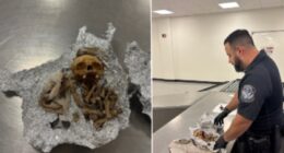Human skull and bones discovered in passenger’s luggage at Florida airport