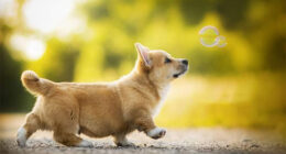 I Capture The Whimsical Side Of Dogs In My Photography (48 Pics)