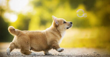 I Capture The Whimsical Side Of Dogs In My Photography (48 Pics)