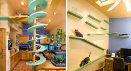 Man With 18 Cats Spends $35,000 On Turning His Home Into A Cat Paradise