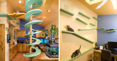 Man With 18 Cats Spends $35,000 On Turning His Home Into A Cat Paradise