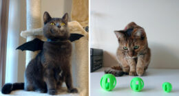 Meowsome Accessories To 3D Print For Your Cat