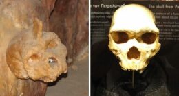 Mysterious ‘Petralona Man’ Skull Found In Cave 60 Years Ago Baffles Experts After New Study