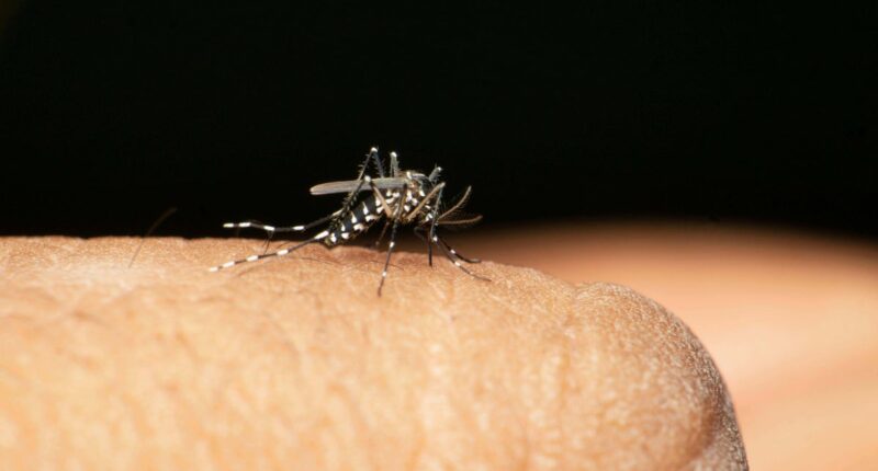 New mosquito study could eliminate malaria forever