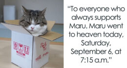 On September 6th, Maru, One Of The Most Popular Cats On YouTube, Passed Away