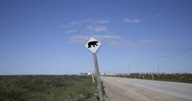 Opendoor’s stock flashes ‘bearish engulfing’ chart pattern. Is the rally over?