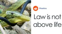 Paramedics Face Disciplinary Action For Giving Life-Saving Antivenom To Snakebite Victim