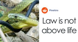 Paramedics Face Disciplinary Action For Giving Life-Saving Antivenom To Snakebite Victim