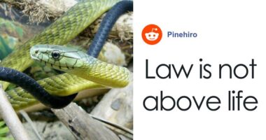 Paramedics Face Disciplinary Action For Giving Life-Saving Antivenom To Snakebite Victim