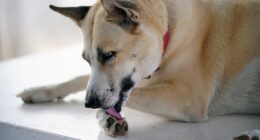 You might think it's a cute habit or simply part of their grooming routine. But a dog licking their paws could be a sinister cry for help, experts have warned (stock image)