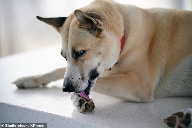 You might think it's a cute habit or simply part of their grooming routine. But a dog licking their paws could be a sinister cry for help, experts have warned (stock image)