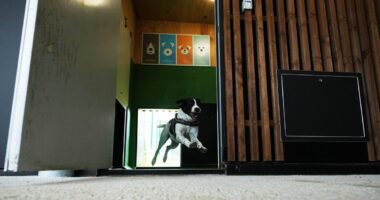 Rome's airport opens luxurious dog hotel with pampering services