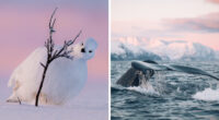The 15 Most Heart-Melting Wildlife Moments I Was Lucky Enough To Capture