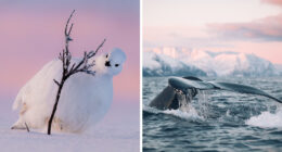 The 15 Most Heart-Melting Wildlife Moments I Was Lucky Enough To Capture