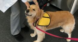 These Adorable Therapy Dogs Are Helping Abused Children Deal With Trauma – RedState