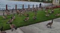 This Bay Area city has a major geese poop problem that’s costing them nearly $400K