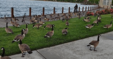 This Bay Area city has a major geese poop problem that’s costing them nearly $400K