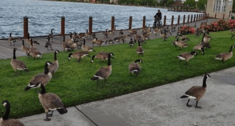 This Bay Area city has a major geese poop problem that’s costing them nearly $400K