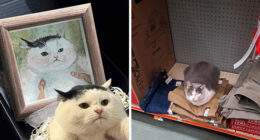 This Facebook Group Is The Place For Wholesome Animal Comedy, And These 38 New Photos Prove It