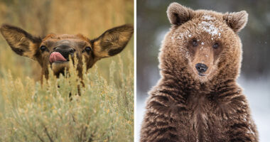 This Photographer Captures The Beauty Of Wildlife And Nature, And Here Are His 50 Best Shots