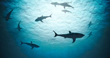 This hedge fund smells blood in the water and is launching a short-selling strategy to capitalize