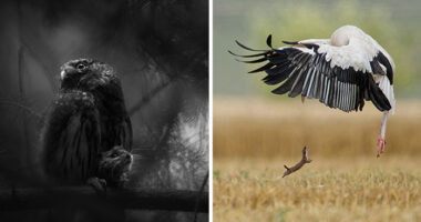 20 Incredible Wildlife Moments Captured By This Year’s European Winners