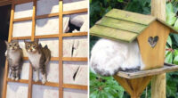 46 Cats Who Are Up To No Good But Are Still Cute