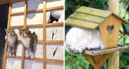 46 Cats Who Are Up To No Good But Are Still Cute
