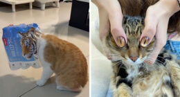 50 Of The Most Hilarious And Cute Cat-Themed ‘Important Animal Images’ To Brighten Your Day
