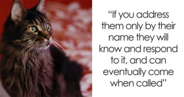 64 Bizarre Cat Hacks Owners Discovered That Actually Work