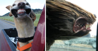 68 Funny Dogs That Love Car Rides More Than Anything