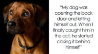 69 Stories About The Most Intelligent Pets People Have Ever Had