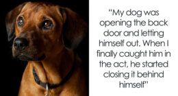 69 Stories About The Most Intelligent Pets People Have Ever Had